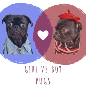 A picture showing two pug dogs, one is male and one is female