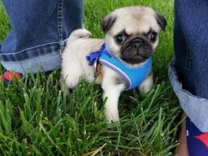 Choosing A Puppy Pug - Shows a baby pug with big cute eyes and a small blue vest on