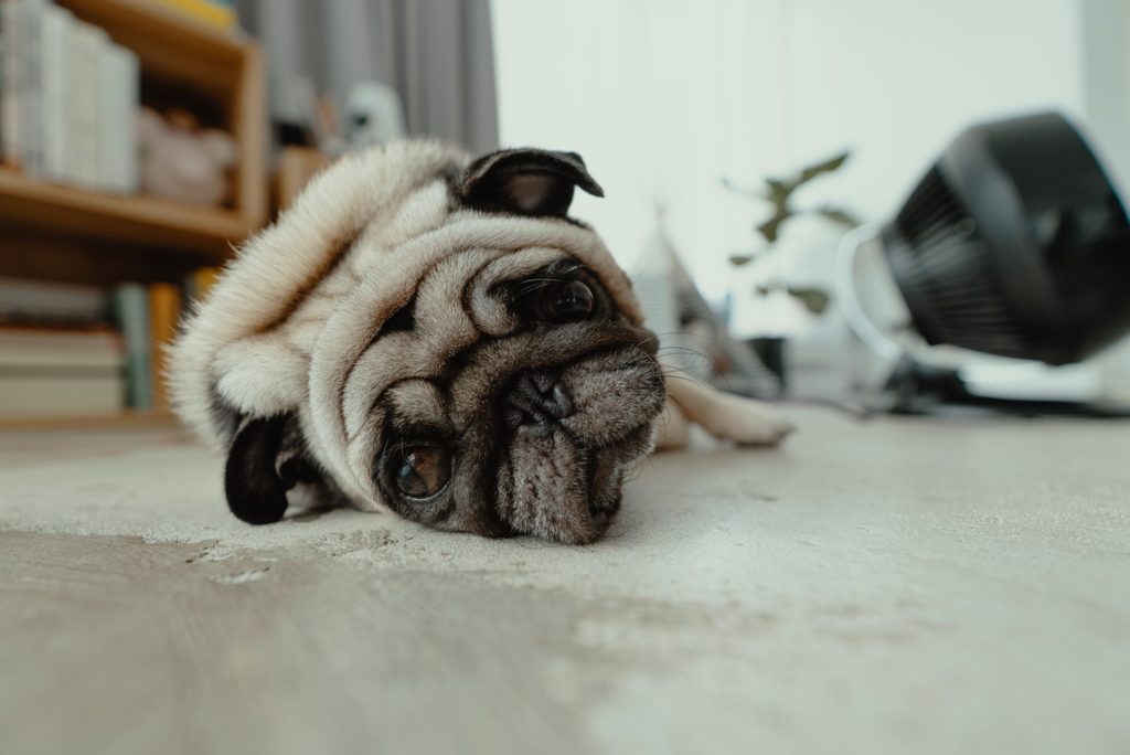 A picture of a pug laying down, its a fat pug