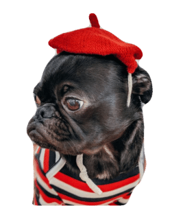 Shows a female pug dog with a red french hat on and stripped jumper