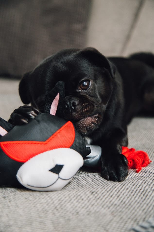 Shows a black Pug chewing on a toy