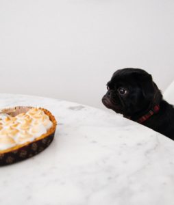 Shows a black pug dog looking at piece of lemon pie on the table. The pug is on a chair