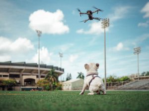 Shows a pug looking up at a drone
