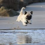Shows a Pug leaping in mid air about to land in some water. ﻿Grooming and Washing Pugs