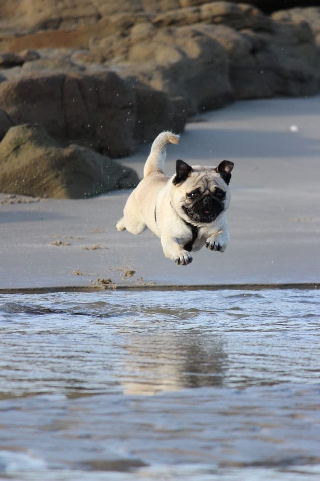 Shows a Pug leaping in mid air about to land in some water. ﻿Grooming and Washing Pugs