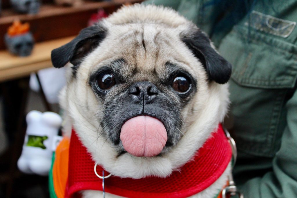 Shows a Pug poking its tongue out