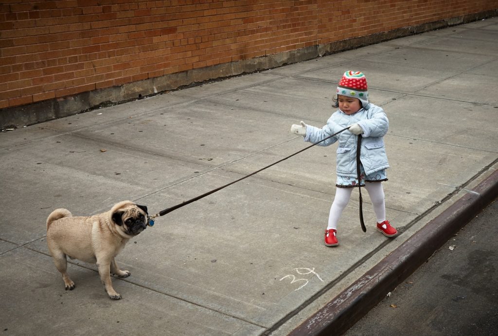 Shows a Pug pulling a little girl along with the leash in its mouth
