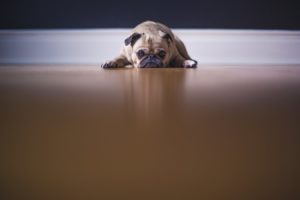 Shows a picture of a pug looking pretty bored on the floor