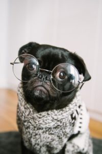 Shows a picture of a pug with glasses on