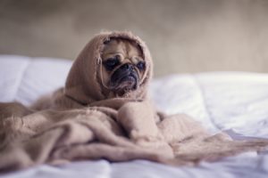 Shows a Pug wrapped up in a blanket and it looks like ET