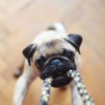 This shows a Pug dog pulling a rope in a playful way with its owner