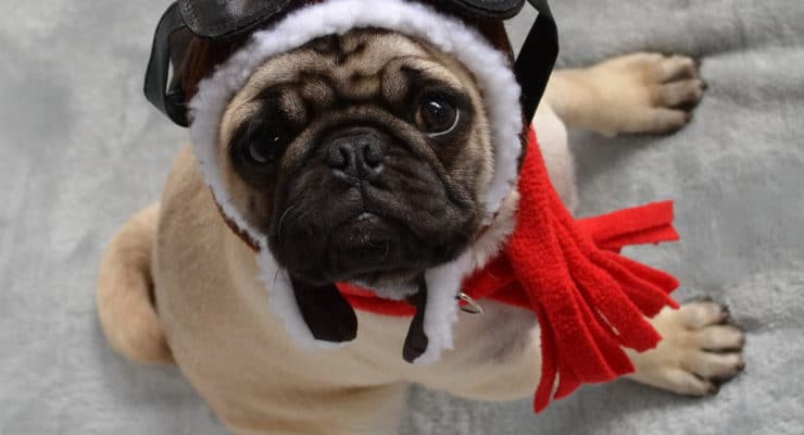 Pug dog dressed up in an aviation out fit on